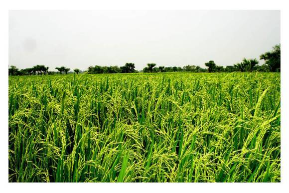 Paddy field